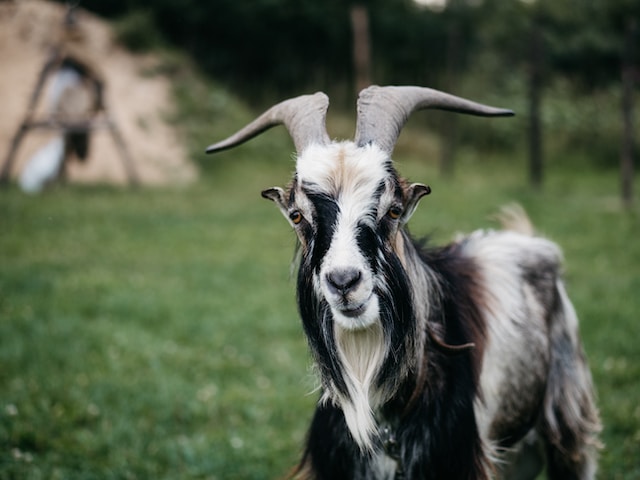 Horny goat weed for erectile dysfunction